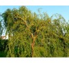 Ива Матсудана Эритрофлексуоза (Erythroflexuosa) С2